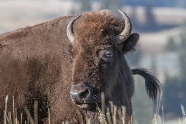 istock Bison cow close up in Yellowstone 1272285897