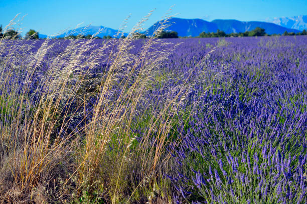 istock Large gold grasses in lavender field 1272286146