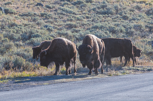 Bison bull and female during rutting season