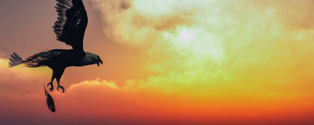 istock Eagle flying in the clouds at dawn 1272286950