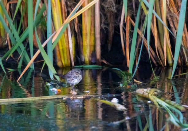 istock Vesper Sparrow in Eleven Mile Canyon 1272286955