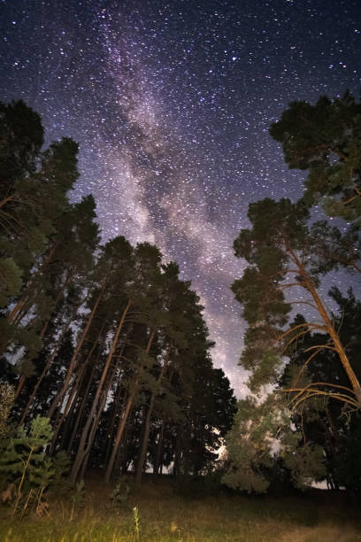istock a beautiful night sky, the Milky Way and the trees 1272287457