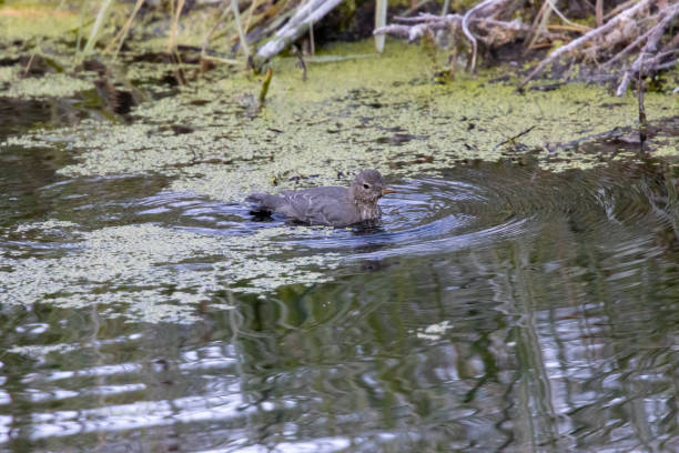 istock American Dipper  in Eleven Mile Canyon 1272287540