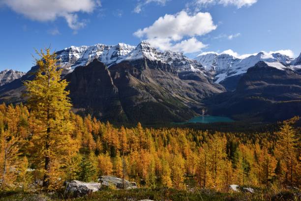istock Odaray Grandview Trail, Lake O'hara, Yoho National Park 1272287574