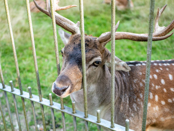istock Deer in the zoo image 1272288118
