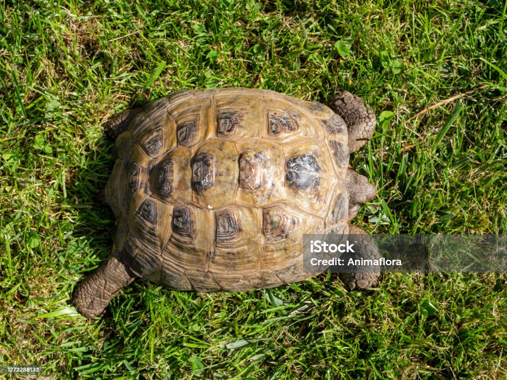 Hình Ảnh Con Chim Của Một Con Rùa Hy Lạp Trên Đồng Cỏ Hình ảnh Sẵn ...