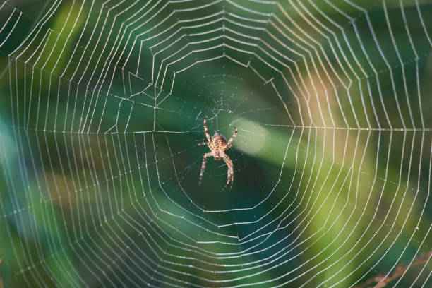 istock Little spider in its beautiful web, green background. 1272288232