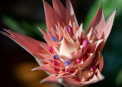Pink Bromeliad Plant from South America also known as Aechmea Fasciata, or silver grey rosette related to the pineapple also called a pineapple plant.