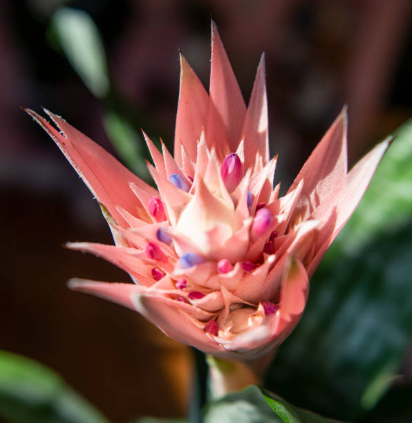 Pink aechmea Fasciata from the Bromeliaceae family. Pink Bromeliad Plant from South America also known as Aechmea Fasciata, or silver grey rosette related to the pineapple also called a pineapple plant. aechmea fasciata stock pictures, royalty-free photos & images