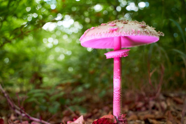 Big pink mushroom on brown forest ground, green background.