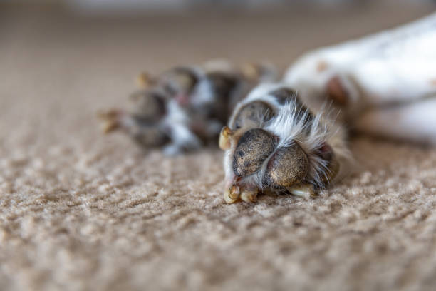 Beagle dog paw print from the bottom of the paw. Close up view paw prints. A large beagle hound mix breed dog is lying down resting leaving the bottoms of his feet exposed for detailed up close pictures. Narrow focus depth of field. dog paw padding close up stock pictures, royalty-free photos & images