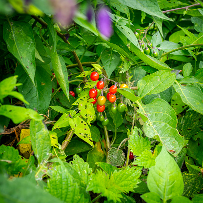 A cluster of red, green and orange Bittersweet Nightshade berries surrounded by leaves. Bittersweet nightshade (Solanum dulcamara) is a relative of the potato and tomato family and is a poisonous perennial vine which is also known as bittersweet, bitter nightshade, blue bindweed, Amara Dulcis, climbing nightshade, fellenwort, felonwood, poisonberry, poisonflower, scarlet berry, snakeberry, trailing bittersweet, trailing nightshade, violet bloom and woody nightshade.
