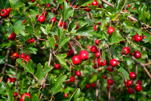 Hawthorn berries in September Clusters of red berries on a hawthorn tree on a sunny day in September. The leaves, berries and flowers of the hawthorn have many culinary and medicinal uses. hawthorn photos stock pictures, royalty-free photos & images