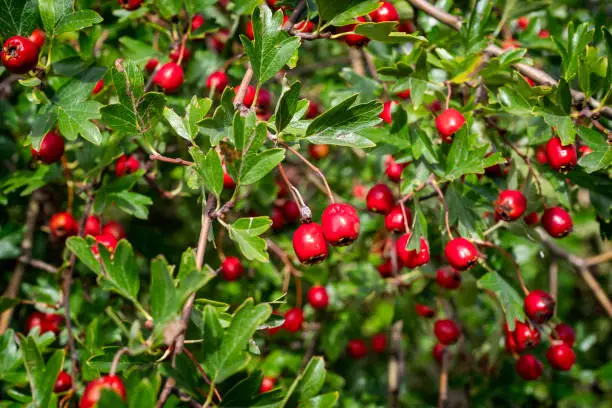 Clusters of red berries on a hawthorn tree on a sunny day in September. The leaves, berries and flowers of the hawthorn have many culinary and medicinal uses.