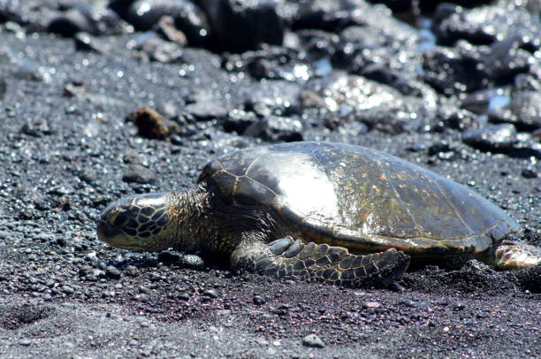 istock Sea Turtle on Punalu'u Beach 1272289401