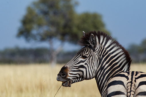 A close up headshot of a zebra in the wild