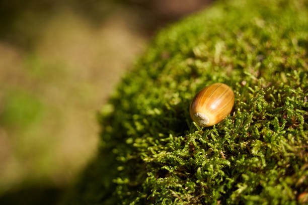 istock Single acorn on tree stump with moss. Depth of field. Copy space. 1272289657