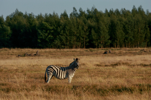 A lone zebra in a in the savannahs of South Africa