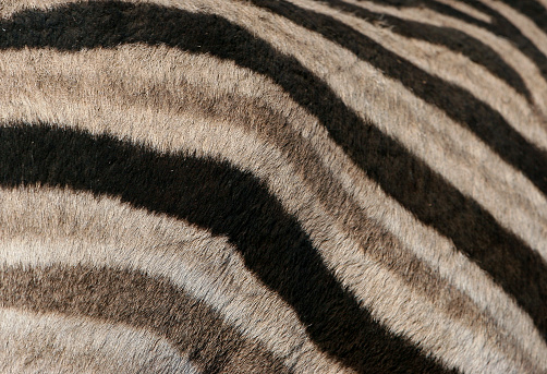 A close up of a zebras skin.