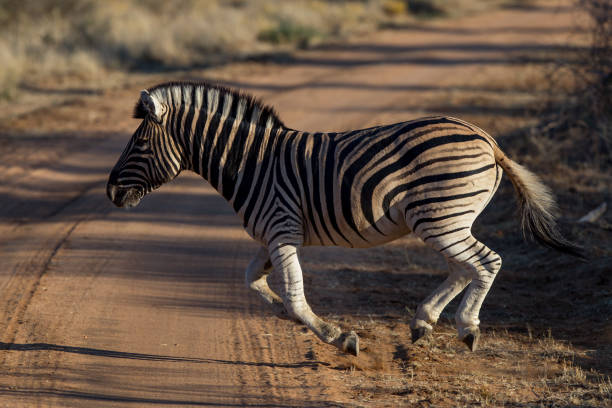 un zèbre courant au-dessus d’un chemin de terre avec ses pieds dans l’air - zebra africa wildlife nature photos et images de collection