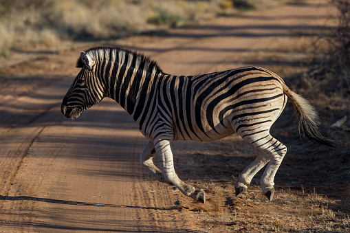 A zebra running over a dirt road with his feet in mid air