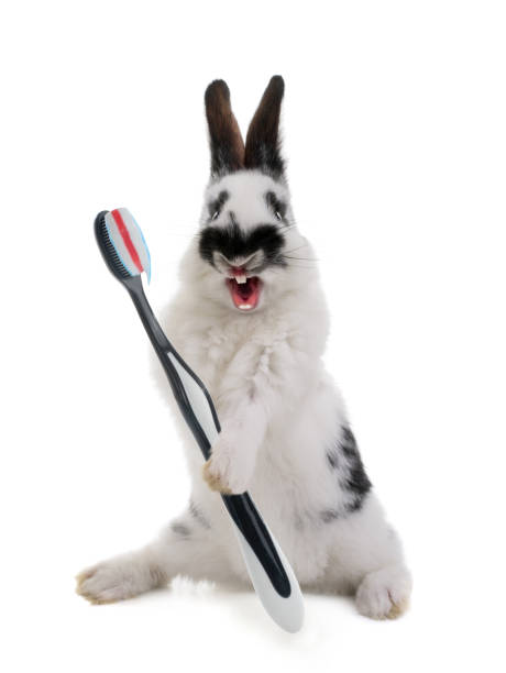 istock Little beautiful bunny holds a toothbrush with paste in its paws isolated on a white 1272290586