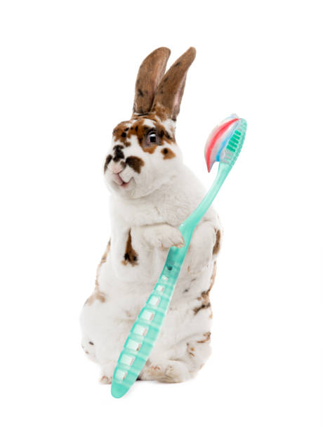 standing smiling bunny holds in its paws a children's toothbrush isolated on a white