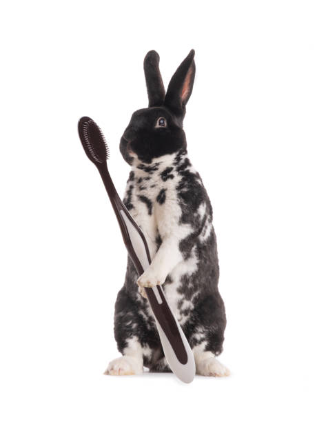 istock Standing rabbit black and white with a brush in its paws isolated on a white 1272290769