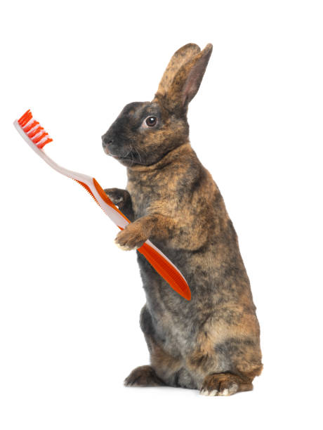 istock Standing brown rabbit with toothbrush orange paws brush isolated on a white 1272290806