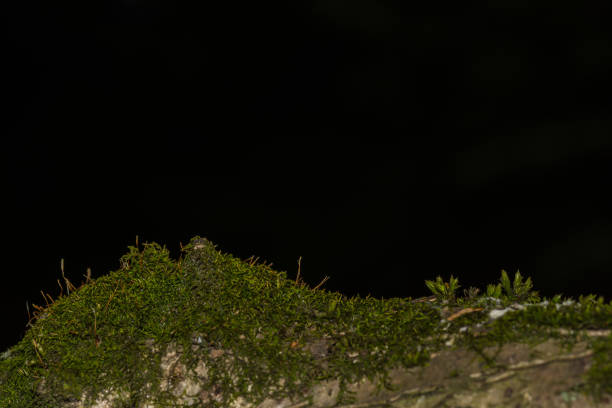 istock moss on a tree trunk with black background 1272291054