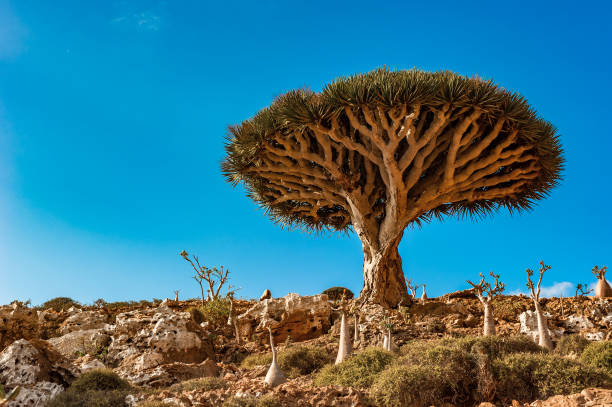 istock Dragon trees on Socotra Island, Yemen 1272291688