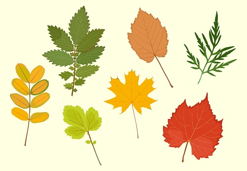 Vector collection of autumn leaves in yellow, red, green colors, isolated on white background. Simple cartoon flat style.