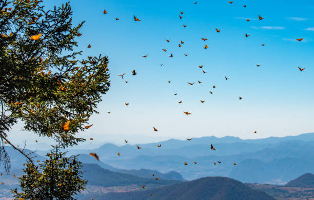 Monarch Butterfly Biosphere Reserve in Michoacan, Mexico Monarch Butterfly Biosphere Reserve in Michoacan, Mexico bioreserve stock pictures, royalty-free photos & images