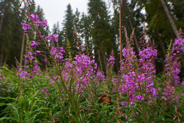 istock Pink mountain flowers with pine forest 1272291986