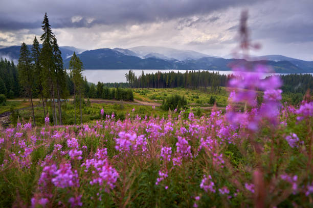 istock Mountain lake in the summer 1272291996