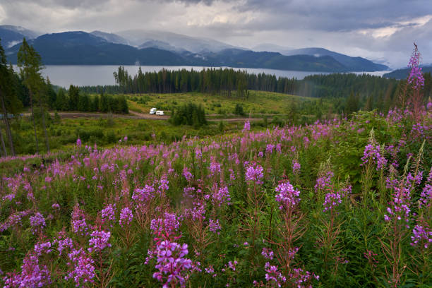 istock Mountain lake in the summer 1272291997