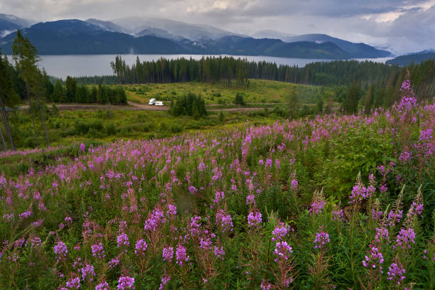 istock Mountain lake in the summer 1272291998