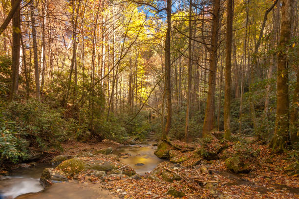 corrente da montanha da geórgia no dia do outono - blue ridge mountains stream forest waterfall - fotografias e filmes do acervo