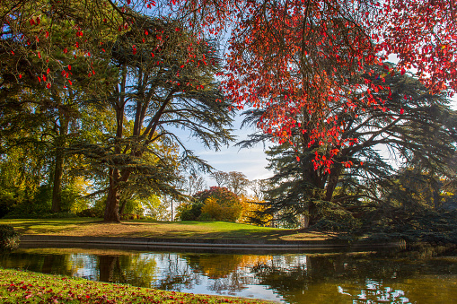 Idyllic  landscape in  Domaine national de Saint-Cloud  - awe  trees and    pond at autumn .  Golden and red Paris!