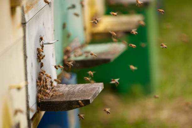 istock Bee hives in production mode 1272292278