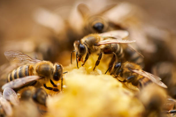 Bees inside the hive Bees swarming and feeding on the comb inside the hive beehive photos stock pictures, royalty-free photos & images