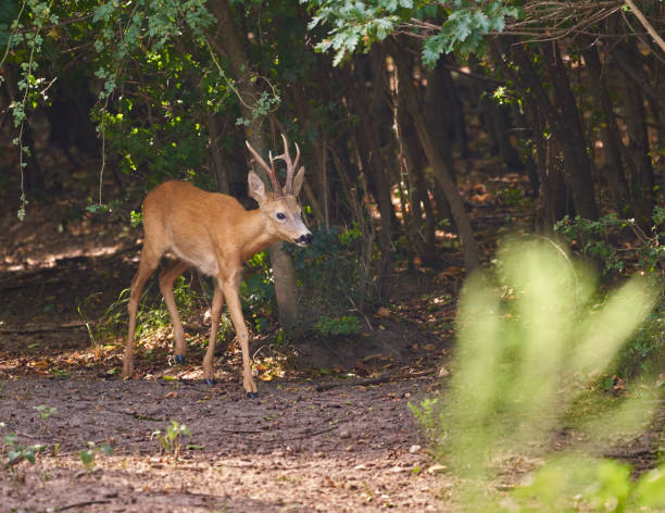 istock Roebuck in the forest 1272293195