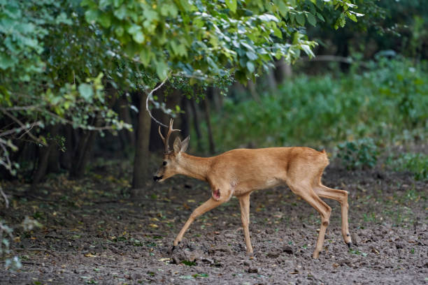 istock Roebuck in the forest 1272293198