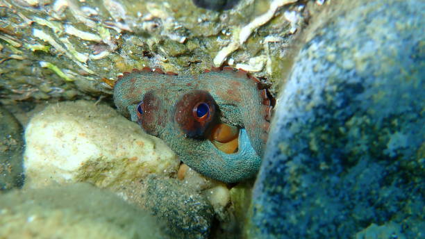 istock Common octopus (Octopus vulgaris) undersea, Aegean Sea, Greece, Halkidiki 1272293407