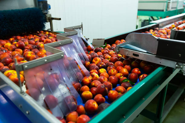 istock Washed peaches on sorting conveyor belt in fruit packing plant 1272293494