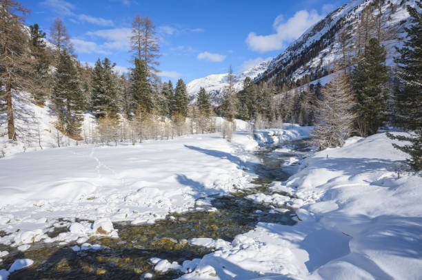 śnieżny krajobraz z rzeką roseg i lasem modrzewiowym, doliną roseg, pontresiną, kantonem grisons, engadin, szwajcaria - graubunden canton engadine pontresina valley zdjęcia i obrazy z banku zdjęć