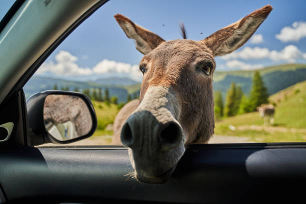 istock Donkey putting his face in car's window 1272294909