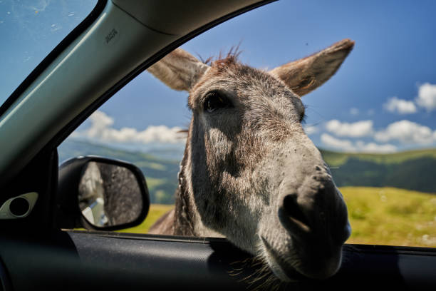 istock Donkey putting his face in car's window 1272294913