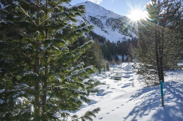 śnieżny krajobraz z rzeką roseg i lasem modrzewiowym, doliną roseg, pontresiną, kantonem grisons, engadin, szwajcaria - graubunden canton engadine pontresina valley zdjęcia i obrazy z banku zdjęć