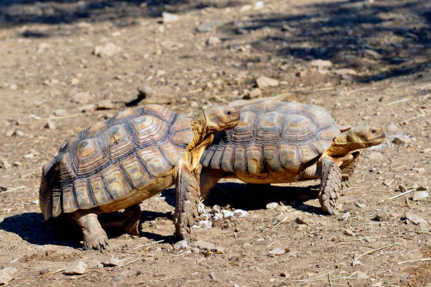 istock Two sulcata tortoises walking on ground 1272295086